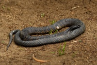 Pakobra paskovana - Notechis scutatus - Tiger snake 8072